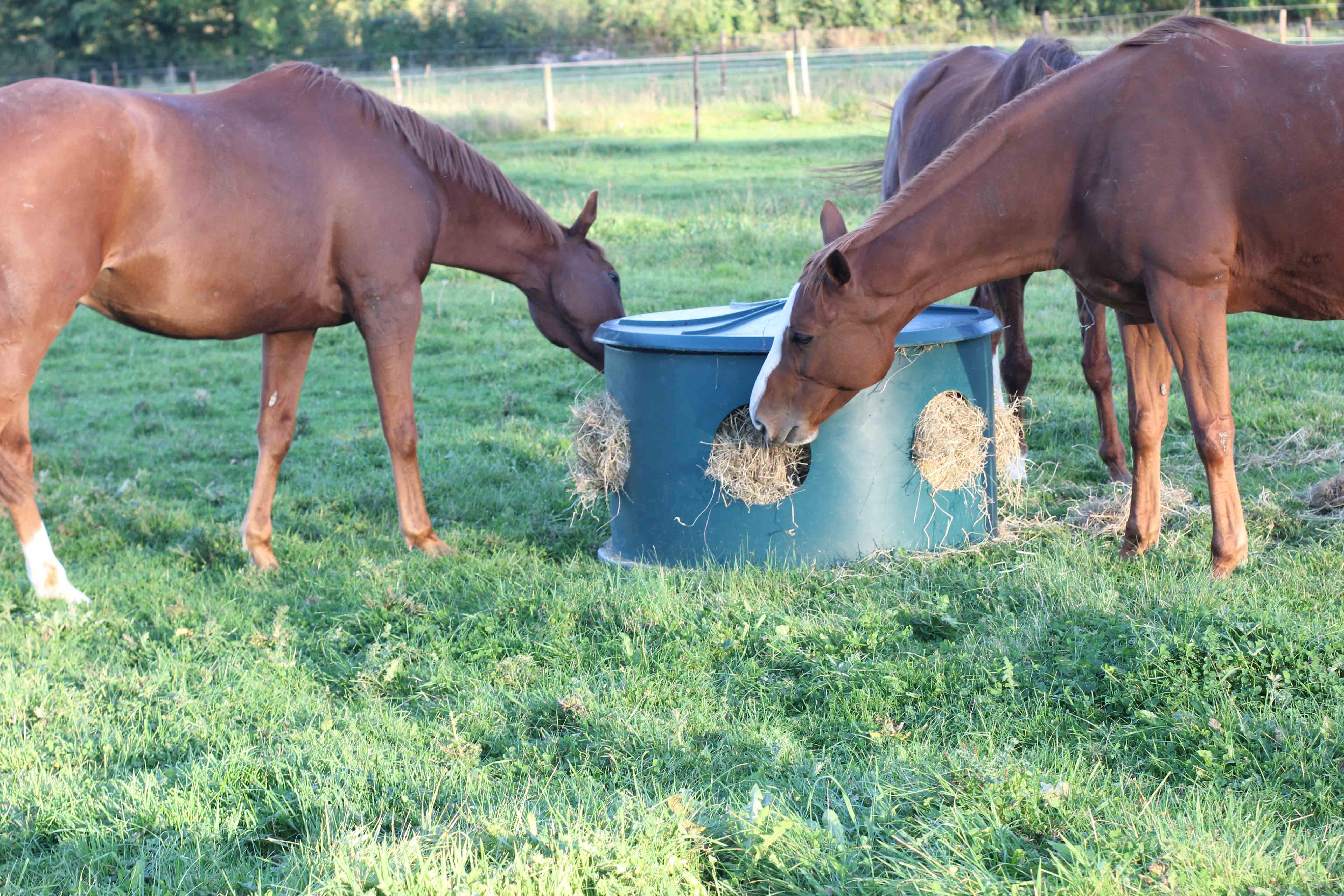 Horse Hay Feeder